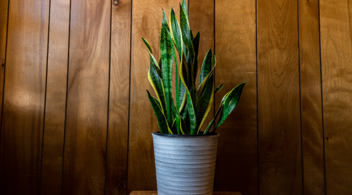 indoor plants